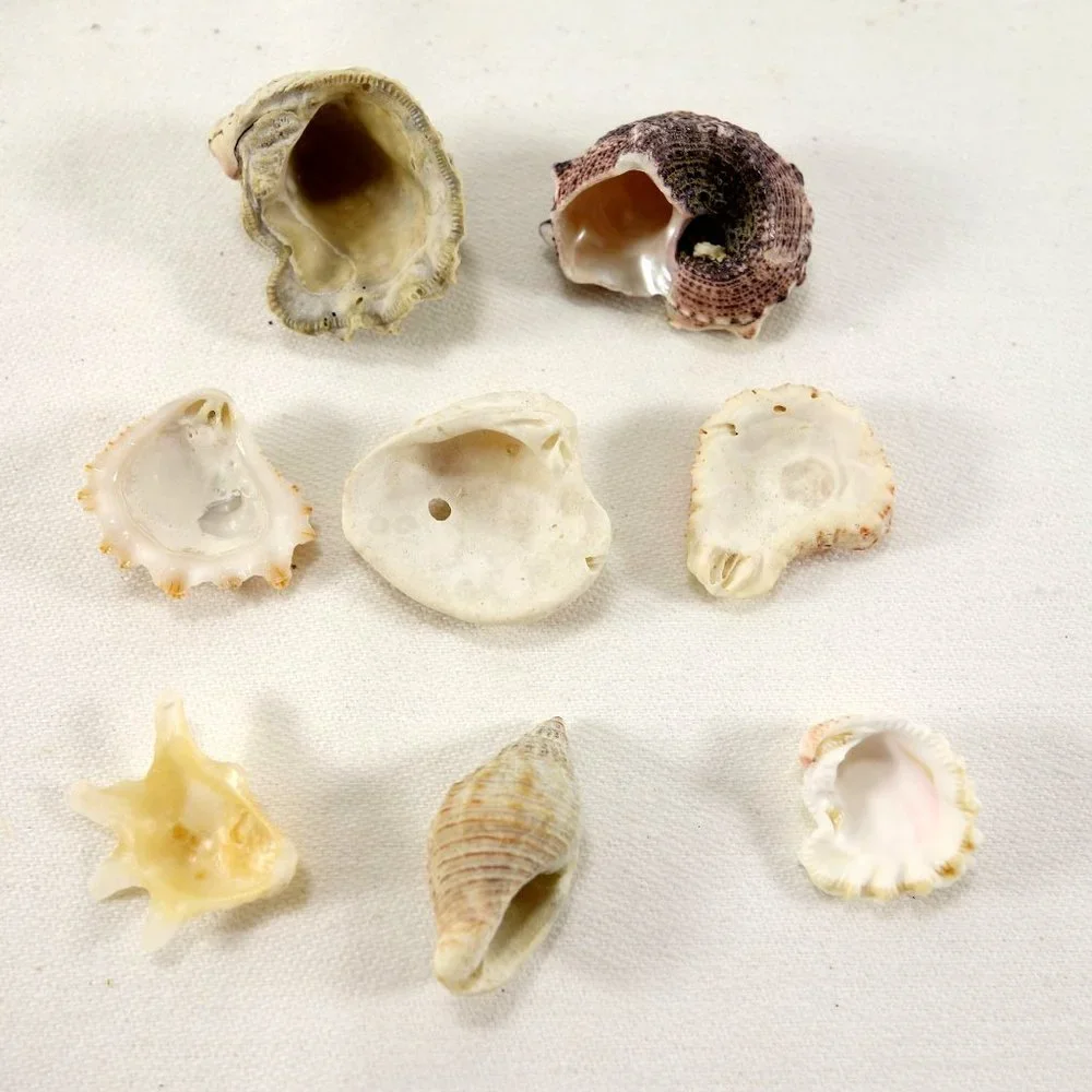 Natural Mini Shells‎ Set of 8 Miniature Crafting Nautical Beach Decor Seashells
